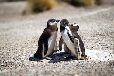 Visite guidée de Punta Tombo et de la réserve de pingouins de Puerto Madryn